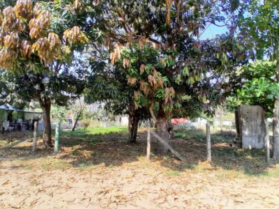 Terreno en Venta en calle Palmas, Las Barrillas, Coatzacoalcos